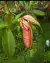 Nepenthes northiana - Garnívoras -  plantas carnívoras