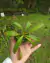 Nepenthes sp. "Black Lips" - loja online