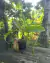 Nepenthes sp. - comprar online