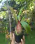 Nepenthes sp. na internet