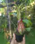 Nepenthes sp.