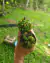 Nepenthes veitchii - comprar online