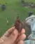 Nepenthes (viking x ampullaria) na internet
