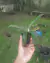 Nepenthes (viking x ampullaria) - comprar online