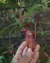 Nepenthes (viking x suratensis) - comprar online