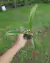 Nepenthes (viking x suratensis) na internet