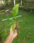 Nepenthes [viking x (thorelii x veitchii)] - Garnívoras -  plantas carnívoras