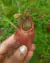 Nepenthes [viking x (thorelii x veitchii)] - comprar online