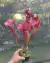 Sarracenia 'Juthatip Soper' - comprar online