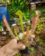 Sarracenia (alata "red lips" x purpurea)