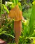 Sarracenia (alata "red lips" x purpurea) na internet