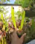 Sarracenia minor - comprar online