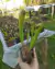 Sarracenia minor
