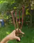 Sarracenia rubra spp. Jonesii