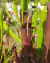 Sarracenia rubra spp. Jonesii na internet