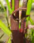 Sarracenia rubra spp. Jonesii - comprar online