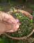 Utricularia calycifida - comprar online