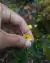 Utricularia gibba