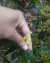 Utricularia gibba - comprar online