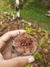 Drosera intermedia - comprar online