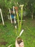 Sarracenia leucophyla "albina" na internet