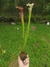 Sarracenia leucophyla "albina" - Garnívoras -  plantas carnívoras