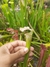 Sarracenia leucophyla "albina"