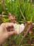 Sarracenia leucophyla "albina" - comprar online