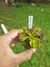 Dionaea 'Yellow' - Garnívoras -  plantas carnívoras
