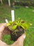 Dionaea 'Yellow' na internet