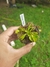 Dionaea 'Yellow' - loja online