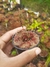 Drosera intermedia - Garnívoras -  plantas carnívoras