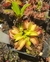 Dionaea 'Yellow' - comprar online