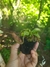 Nepenthes {(Veitchii x boschiana) EP x [(lowii x veitchii) x boschiana] EP}