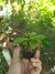 Nepenthes {(Veitchii x boschiana) EP x [(lowii x veitchii) x boschiana] EP} - Garnívoras -  plantas carnívoras