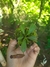 Imagem do Nepenthes {(Veitchii x boschiana) EP x [(lowii x veitchii) x boschiana] EP}