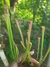 Sarracenia leucophyla "híbrido" (red)