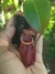 Combo Nepenthes (três indíviduos diferentes) - comprar online