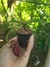 Combo Nepenthes (três indíviduos diferentes) - loja online