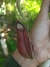 Combo Nepenthes (três indíviduos diferentes)