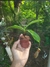 Combo Nepenthes (três indíviduos diferentes) na internet