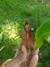 Nepenthes (mirabilis "wing" x bicalcarata)