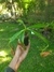 Nepenthes (mirabilis "wing" x bicalcarata) - comprar online