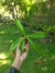 Nepenthes (mirabilis "wing" x bicalcarata) na internet