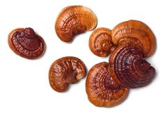 2x Extrato Reishi - Ganoderma Lucidum- 30ml- Teko Porã na internet