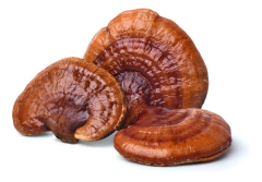 6x Extrato Reishi - Ganoderma Lucidum- 30ml- Teko Porã - comprar online