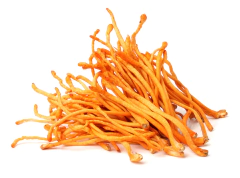2x Extrato Cordyceps- Cordyceps Militaris- 30ml- Teko Porã - Vivet Upgrade