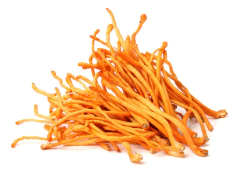 6x Extrato Cordyceps- Cordyceps Militaris- 30ml- Teko Porã - Vivet Upgrade