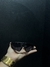 Radar oakley lente preta