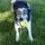 Kong Reflex Ball Juguete Interactivo para Perros - comprar online